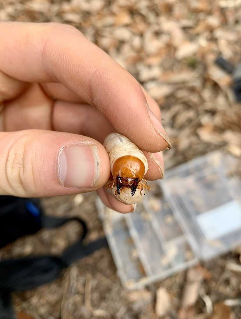 オオクワガタを求めて〜山梨県〜 | 昆虫採集 - 楽天ブログ