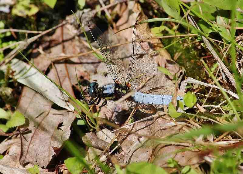 IMG_0798 (800x573).jpg