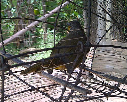 胡椒のみを食べる野鳥