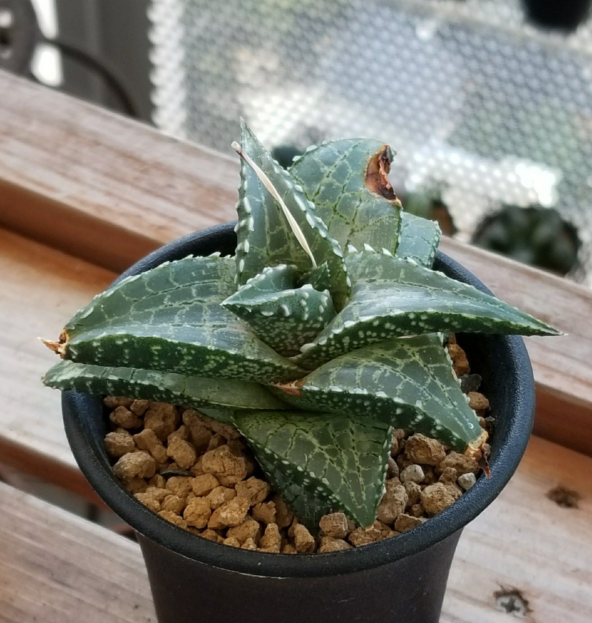 竜鱗&雷鱗 | デルオの多肉日記 - 楽天ブログ