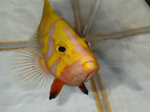 シマハタ（Cephalopholis igarashiensis）87　深海魚飼育　ネプチューングル―パー
