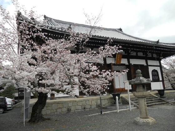 2016‐4　黒谷さん・阿弥陀堂と桜.jpg