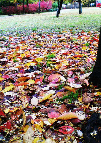 Photo by swallowtail　G.jpg