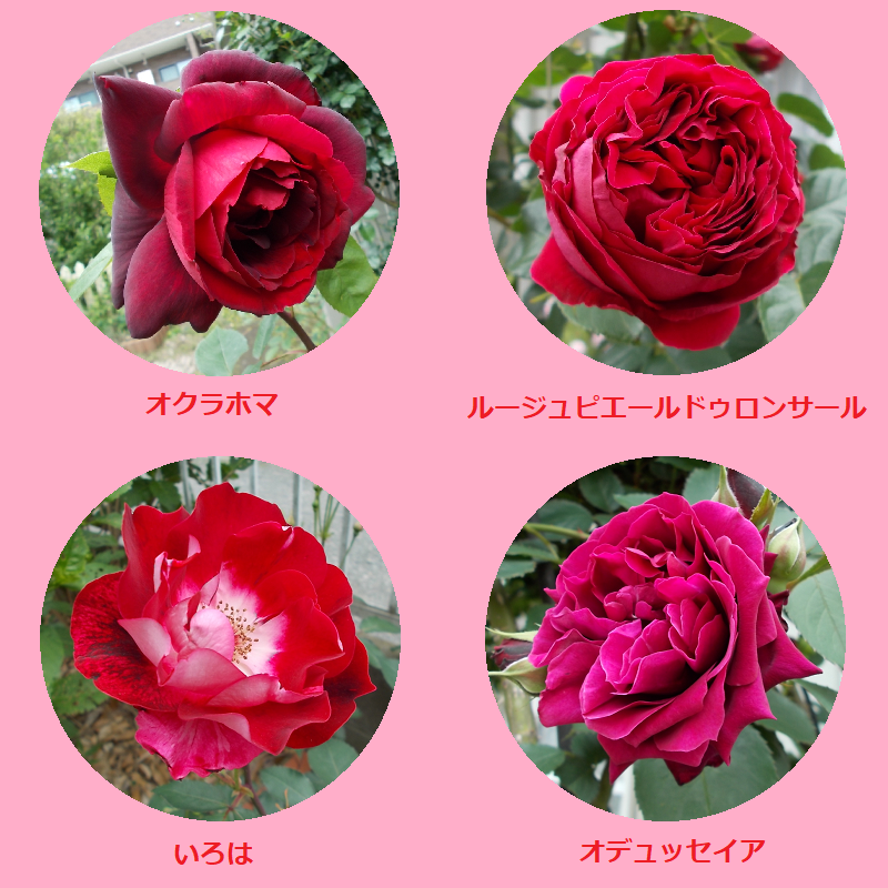 我が家の赤いバラ バラを咲かせることが好き 楽天ブログ