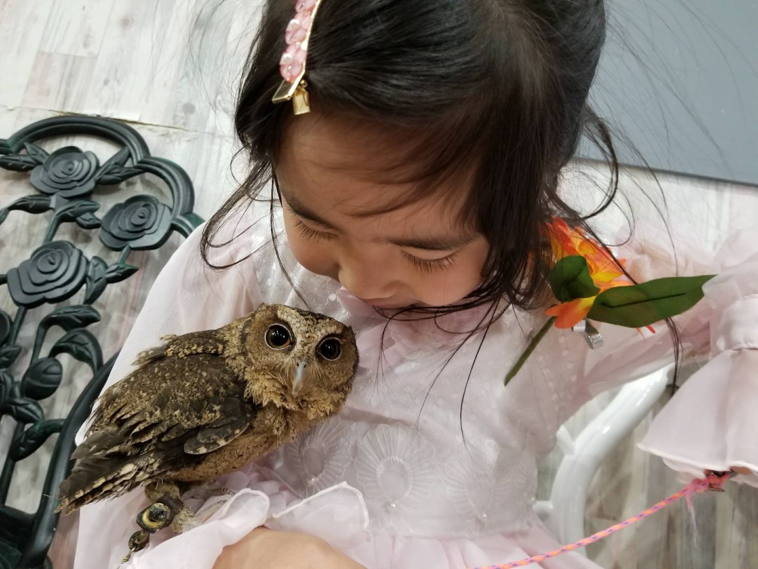 春休み 家族 友人と動物ふれあい体験 あうるぱーくフクロウカフェ池袋のブログ 楽天ブログ