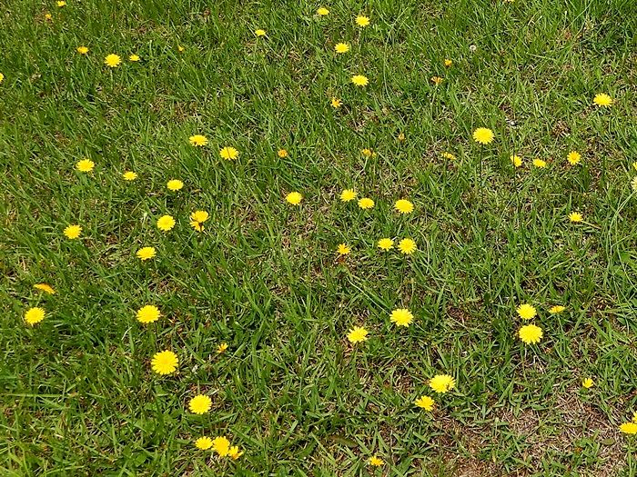香りの丘14