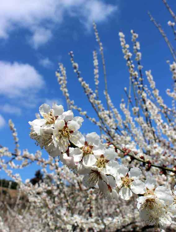 美郷の梅の花-02♪
