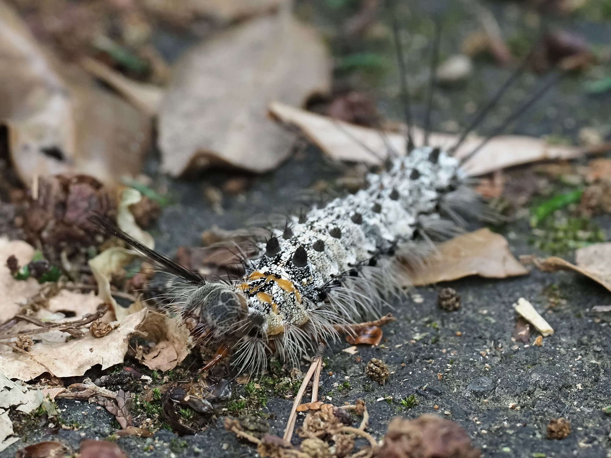 カシワマイマイとマイマイガの幼虫 瀧ノ池 花鳥風枝 楽天ブログ