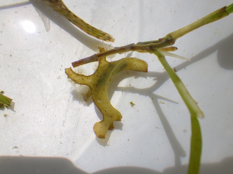 沖縄深海魚採集2017年9月下旬11　オキウミウシ（Scyllaea pelagica）