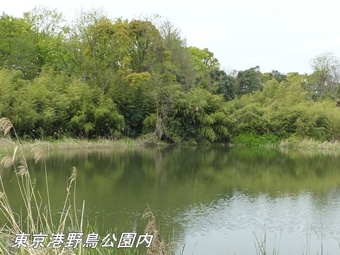 東京港野鳥公園にて