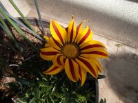 3.15 gazania.jpg