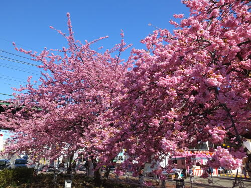 三浦海岸の河津桜