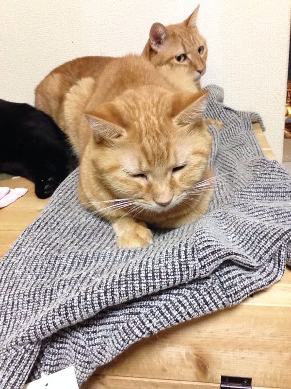 rblog-20141119163210-01.jpg