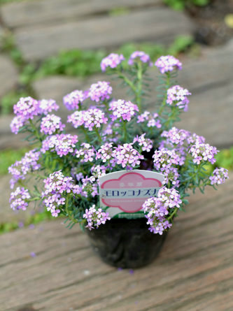 20130405_556cf8.jpg