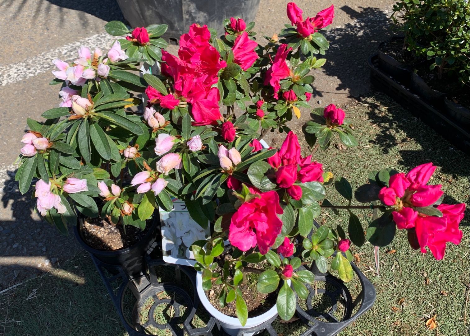 ホームセンターで花の撮影だけしてたら 夫が買っていいと言うので慌てて５鉢購入 フードコートでお茶 Music Land 私の庭の花たち 楽天ブログ