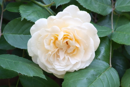 20160518001.JPG