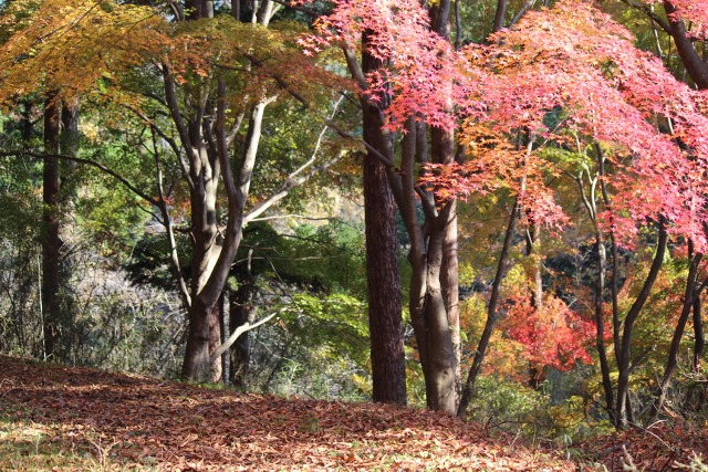 いこいの森の紅葉2 (640x427).jpg