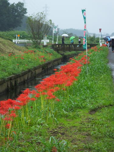 小出川の彼岸花