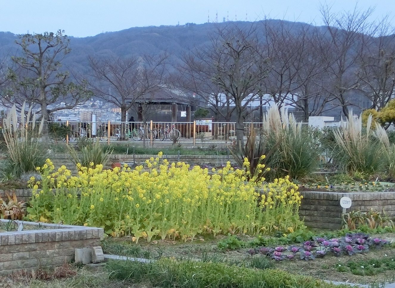 ナノハナ 菜の花 ノボロギク 野襤褸菊 だい のひとりごと 楽天ブログ