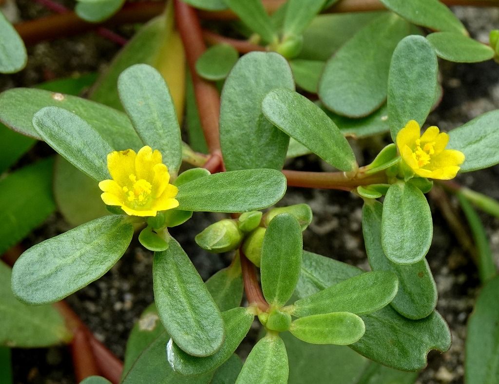 8月8日 今日の一花 スベリヒユ（滑りひゆ） gazengamaのブログ 散歩中に出合った花と趣味の陶芸作品 楽天ブログ
