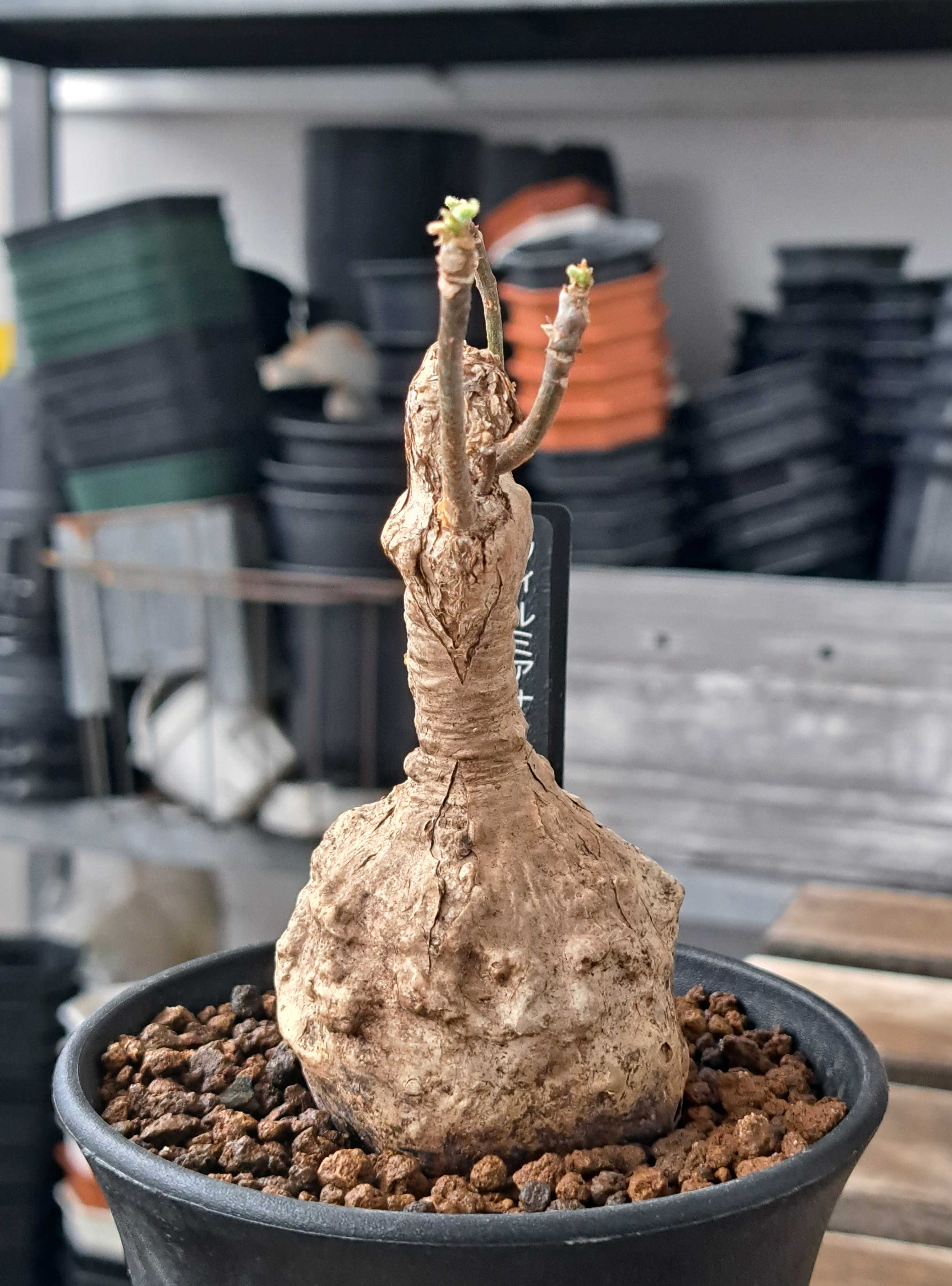 ゆるやかに動くコーデックス3種 | デルオの多肉日記 - 楽天ブログ