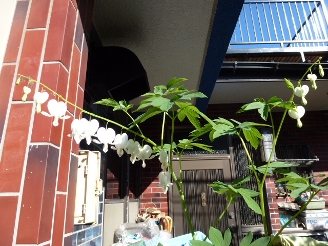 55 タイ釣り草