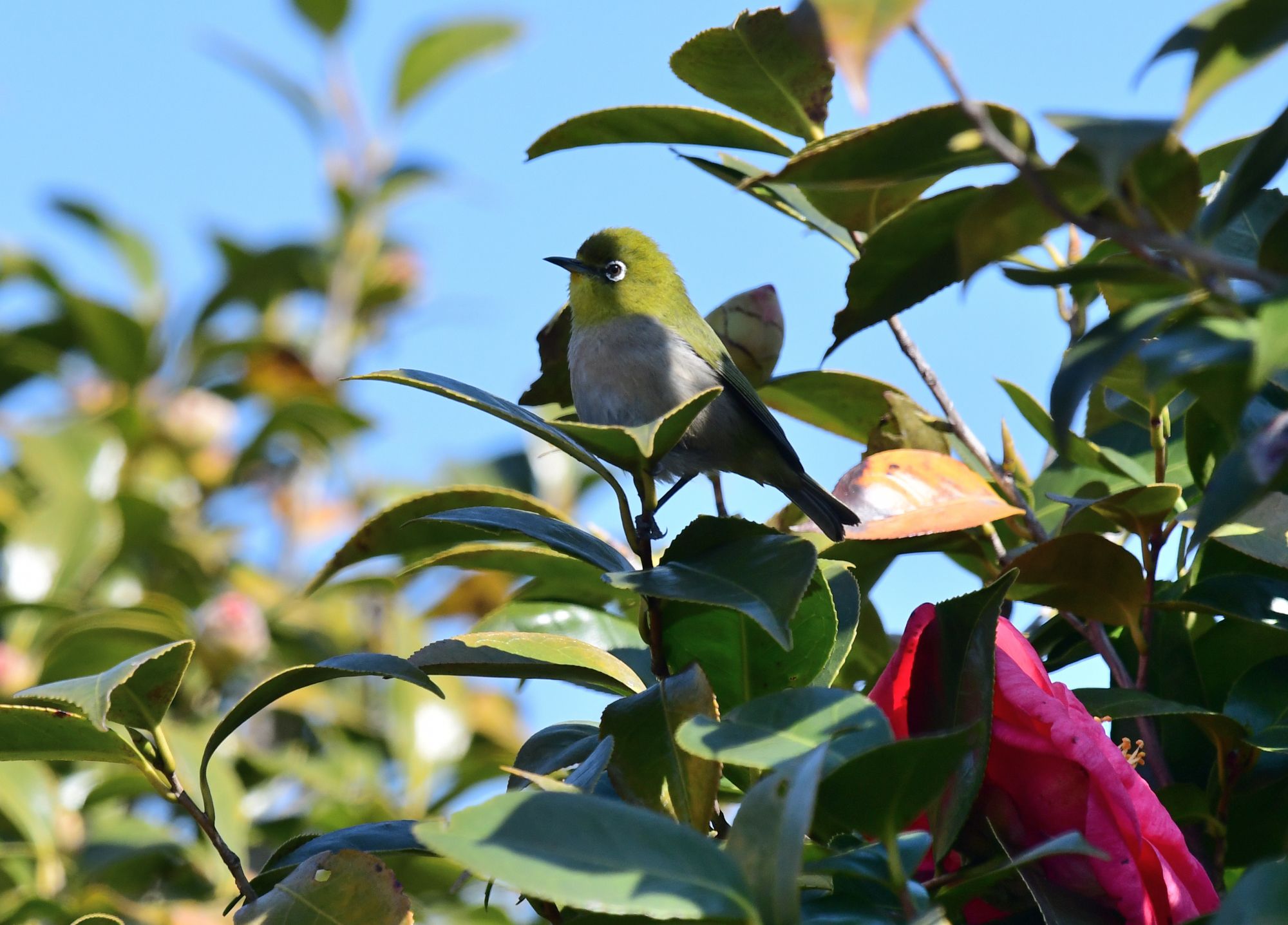昭和　レトロ　椿　メジロ？ s-2012032416440628022.jpg