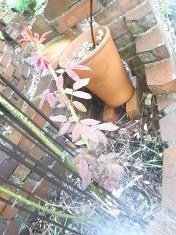 水やりに新戦力 (3)