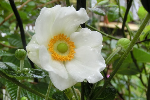 シュウメイギク