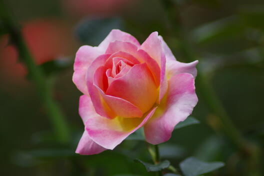 日比谷公園の秋薔薇