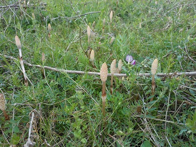 DSCN0253.jpg