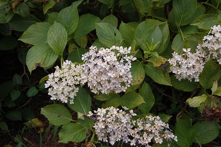 s-DSC_0567.jpg