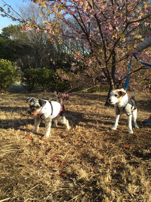 rblog-20160304012553-01.jpg