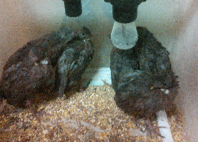 20150729(2)