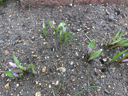 チオノドクサの芽