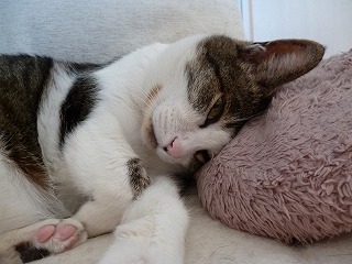 P1030062ss.jpg