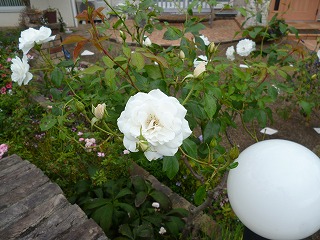 P1250804ss.jpg