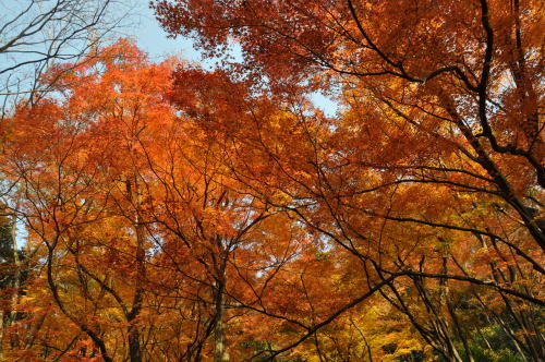 寺家公園　紅葉