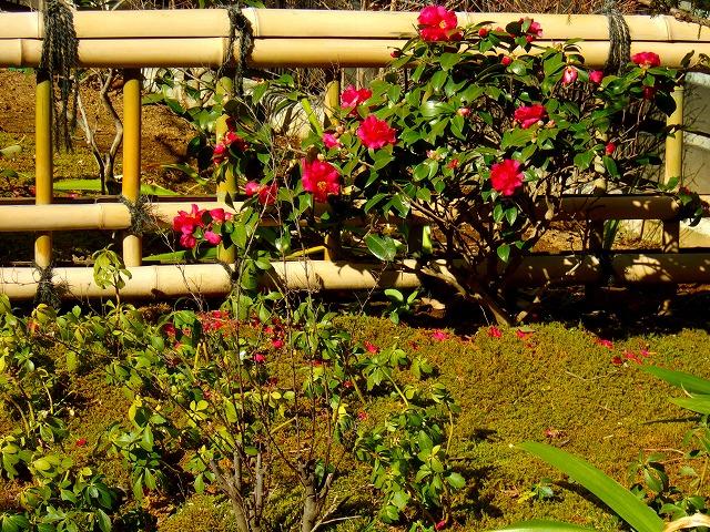 山茶花　サザンカ.jpg
