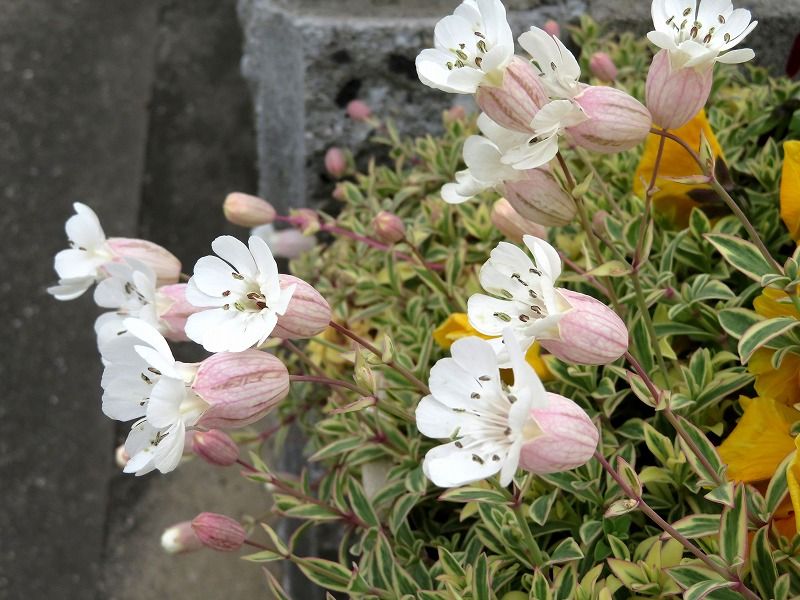 4月26日 今日の一花 その２ シレネユニフローラ Gazengamaのブログ 散歩中に出合った花と趣味の陶芸作品 楽天ブログ