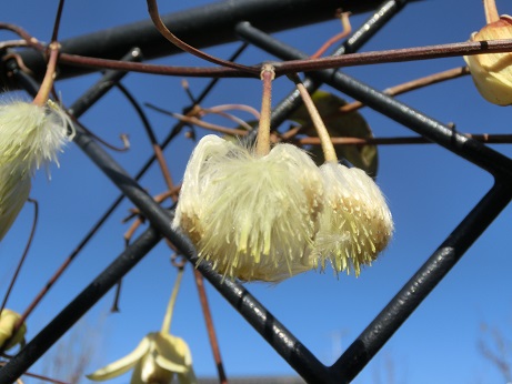 冬咲きクレマチス