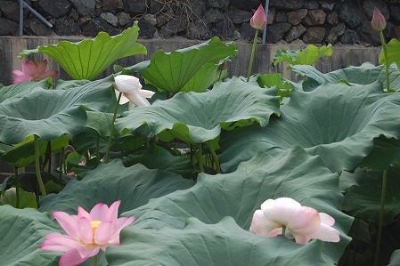 s-DSC_0395.jpg