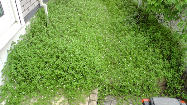 イワダレソウで段差が見えない