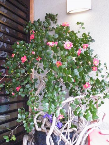 DSCF9221-ｐ.jpg