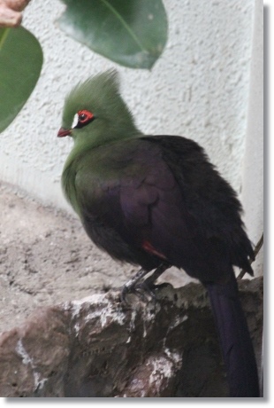 東京旅行-61 ムジエボシドリ-2 13.10.5