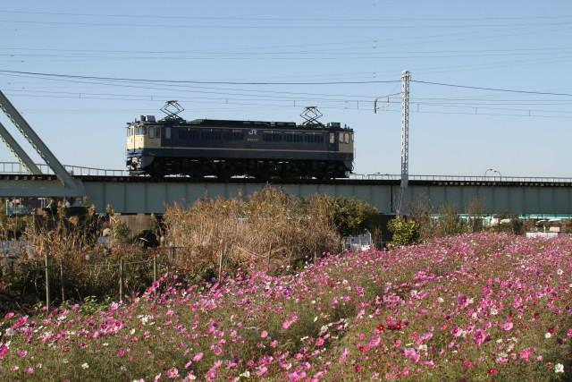 秋桜と EF65 1102 ＆EF65 1107 ロングチキ工臨 3