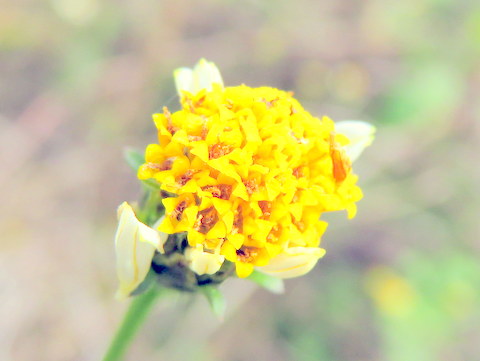 アイノコセンダングサの花