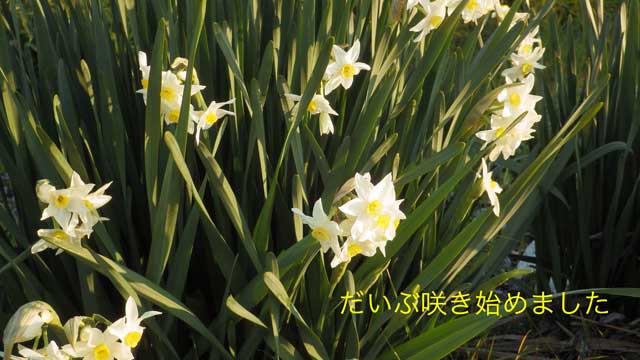 20160107水仙.jpg