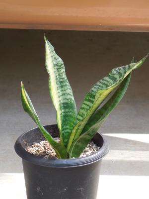 サンスベリア・トリファスキアータ・ゴールデンフォレスケート