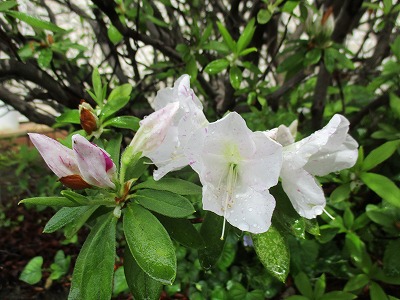 IMG_2660ss.jpg